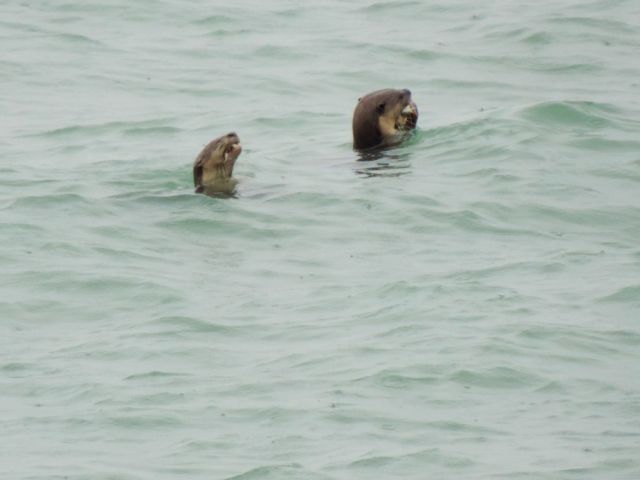 Diese zwei Otter haben ihren Fisch gefangen....